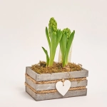 Зображення товару Гіацинт мікс у дерев. кашпо, артикул: 56038