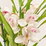 Зображення товару Цимбідіум мікс 3ст., артикул: 44645