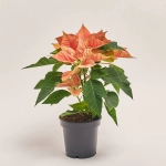 Зображення товару Пуансетія Айс Принцес, артикул: 53689