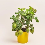 Зображення товару Цитрофортунелла Лимон, артикул: 52523