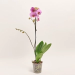 Зображення товару Фаленопсис 1ст. мікс, артикул: 17941