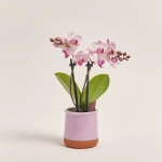 Зображення товару Фаленопсис міні в кер. 2ст., артикул: 1322