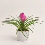 Зображення товару Тілландсія Жозе в кер., артикул: 52599