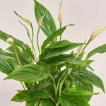 Зображення товару Спатифіллум Белліні в кер., артикул: 26369