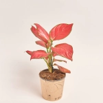 Зображення товару Аглаонема Сан Стар, артикул: 51536