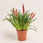 Зображення товару Врієзія Мф мікс, артикул: 53959