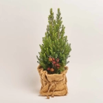 Зображення товару Ялина Магніфік у мішку, артикул: 53459