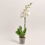 Зображення товару Фаленопсис 1ст. мікс, артикул: 17941