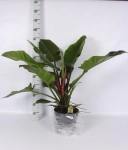 Зображення товару Філодендрон Імперіал Грін, артикул: 56998