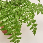 Зображення товару Аспленіум Парваті, артикул: 9899