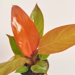 Зображення товару Філодендрон Сан Ред, артикул: 52075