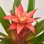 Зображення товару Гузманія Ліббі, артикул: 54366