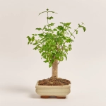 Зображення товару Бонсай в кер., артикул: 17924