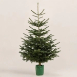 Зображення товару Ялиця Нордмана, артикул: 54113