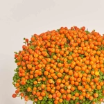 Зображення товару Нертера Астрід, артикул: 52006