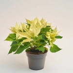 Зображення товару Пуансетія Крісмас Лайм, артикул: 54301