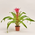 Зображення товару Гузманія Воіла, артикул: 52323