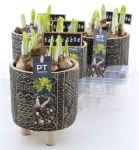 Зображення товару Нарцис Тет-а-Тет в кер., артикул: 55514