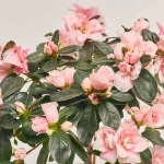 Зображення товару Азалія мікс штам, артикул: 24758