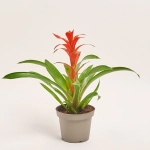 Зображення товару Гузманія Каліпсо, артикул: 56043