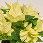 Зображення товару Пуансетія Крісмас Лайм, артикул: 54301