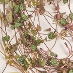 Зображення товару Церопегія Вуд Сільвер Глорі, артикул: 56532