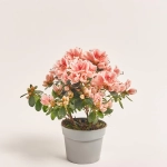 Зображення товару Азалія мікс, артикул: 57113