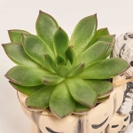 Зображення товару Сукулент мікс "Хелловін", артикул: 52536