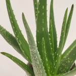 Зображення товару Алоє та Кашпо Новорічне Сет 517, артикул: 54602