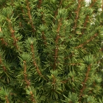 Зображення товару Ялина Коніка, артикул: 53879