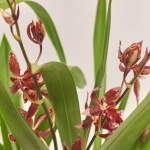 Зображення товару Буррагера Барокко Ред 3ст., артикул: 53104