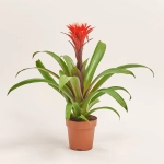 Зображення товару Гузманія Хоуп, артикул: 36743