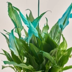 Зображення товару Спатифіллум Шопен фарб., артикул: 53831