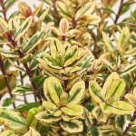 Зображення товару Хебе Триколор, артикул: 52476