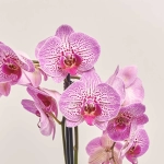 Зображення товару Фаленопсис 2ст. мікс, артикул: 19290