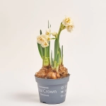 Зображення товару Нарцис Брайдал Краун, артикул: 45407