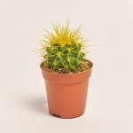 Зображення товару Ехінокактус Рейнбов, артикул: 2390