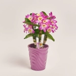 Зображення товару Дендробіум Акатсукі 1ст. в кер., артикул: 55540