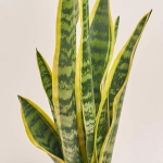 Зображення товару Сансевієрія Лауренті, артикул: 54595