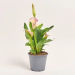 Зображення товару Зантедескія Капітан Марерро, артикул: 55854