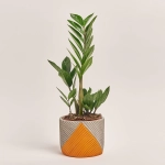 Зображення товару Заміокулькас 3ст. в кер., артикул: 54991