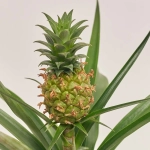 Зображення товару Ананас Аміго в кер., артикул: 55611