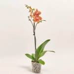 Зображення товару Фаленопсис 1ст. мікс, артикул: 17941