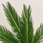 Зображення товару Цикас Революта, артикул: 55247