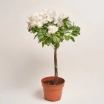 Зображення товару Азалія мікс штам., артикул: 33004