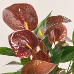 Зображення товару Антуріум Б'юті Блек, артикул: 50857