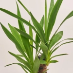 Зображення товару Юкка 1ст., артикул: 19073