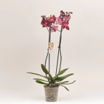 Зображення товару Фаленопсис 2ст. мікс, артикул: 19290