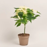 Зображення товару Пуансетія Аляска штамб., артикул: 54543