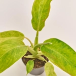 Зображення товару Філодендрон Келкінс Голд, артикул: 52073